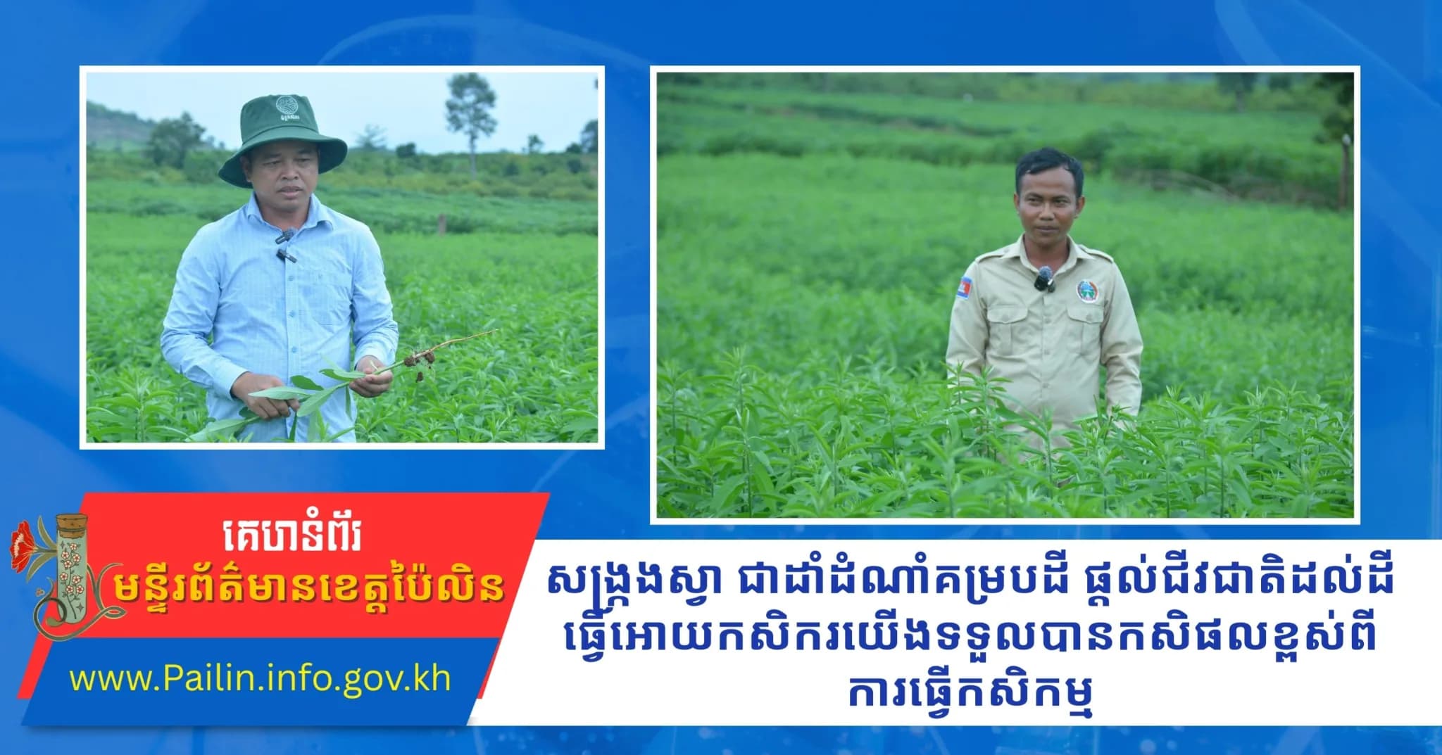 សង្រ្កងស្វា ជាដាំដំណាំគម្របដី ផ្តល់ជីវជាតិដល់ដី ធ្វើអោយកសិករយើងទទួលបានកសិផលខ្ពស់       ពីការធ្វើកសិកម្ម