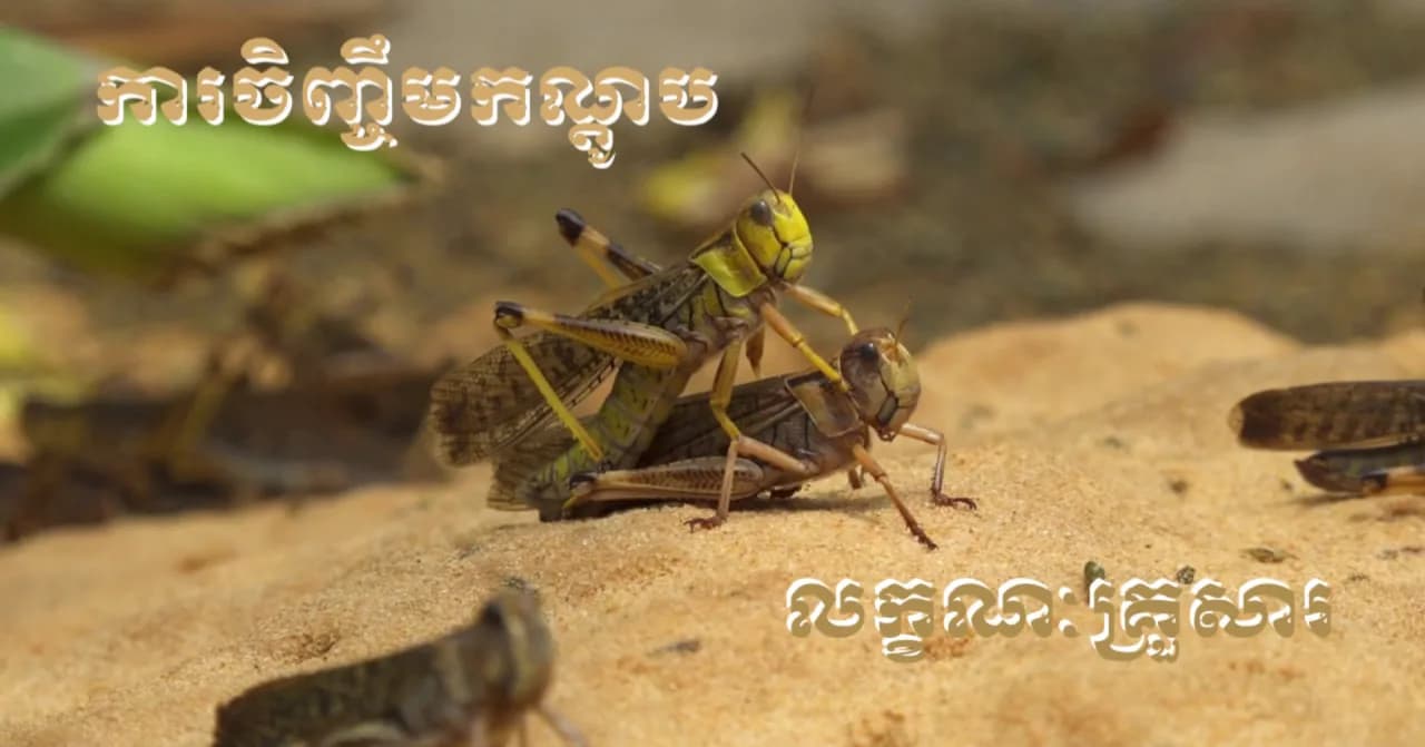 វីដេអូ៖របរចិញ្ចឹមកណ្ដូប ដែលជាមុខរបរងាយស្រួលថែទាំ មានតម្រូវការទីផ្សារខ្ពស់ និងជួយបង្កើនប្រាក់ចំណូលគ្រួសារយ៉ាងល្អប្រសើរ